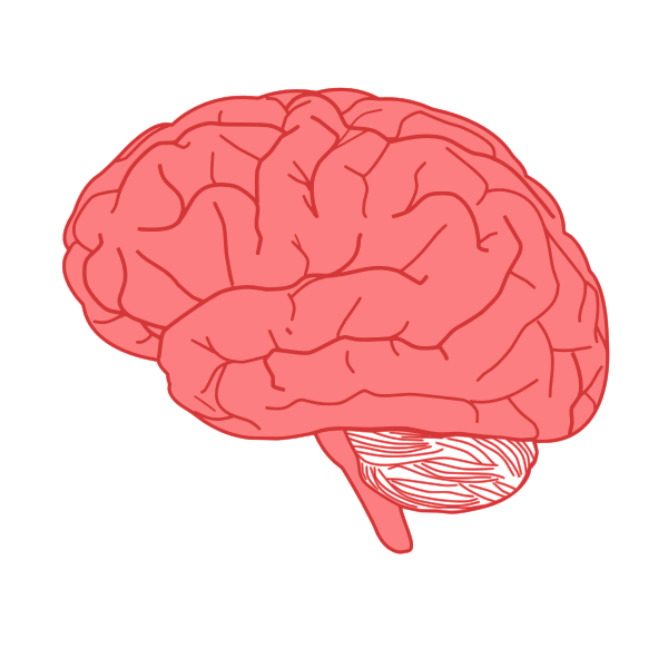 Vector Drawing Of Side View Of Human Brain In Red Free SVG