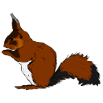 Squirrel-1571484848