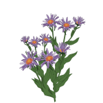 Aster of Pyrenees illustration