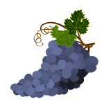 Purple Grapes vector image