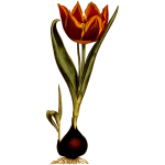 Early dwarf tulip