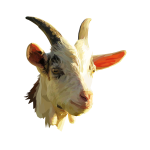 a goats head