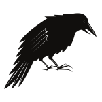Black crow bird