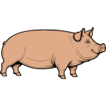 Pig 1b