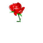 Red blossomed rose