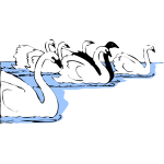 Swans in water vector image