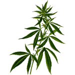 Cannabis silhouette