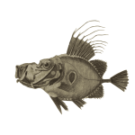 Doree fish