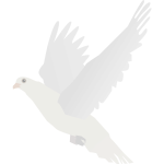 White dove-1579688721