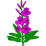 Vector drawing of epilobium angustifolium plant