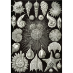 Haeckel Thalamphora