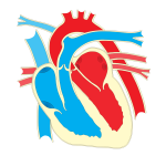 HeartDiagram2NoLabels