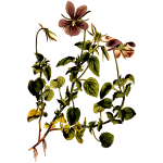 Horned Violet Flower Plant