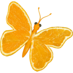 Citrus butterfly