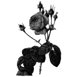 Roses in gray scale