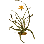 Saw-Leaved Hypoxis