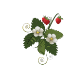 Strawberry plant vector image