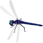 Dragonfly drawing