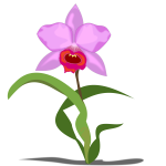 Single Cattleya flower vector graphics