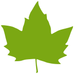 Vector illustration of a maple leaf