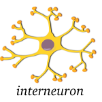 Vector image of neuron