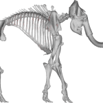 Mammoth Skeleton 3D