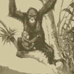 Orangutan Mother and Kid