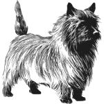 Cairn terrier vector drawing