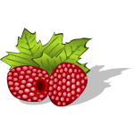 Raspberries vector image