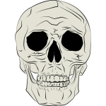 Vector illustration of real human skull