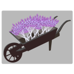 wheel barrow planter lavender