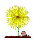 Image of yellow flower and a snail