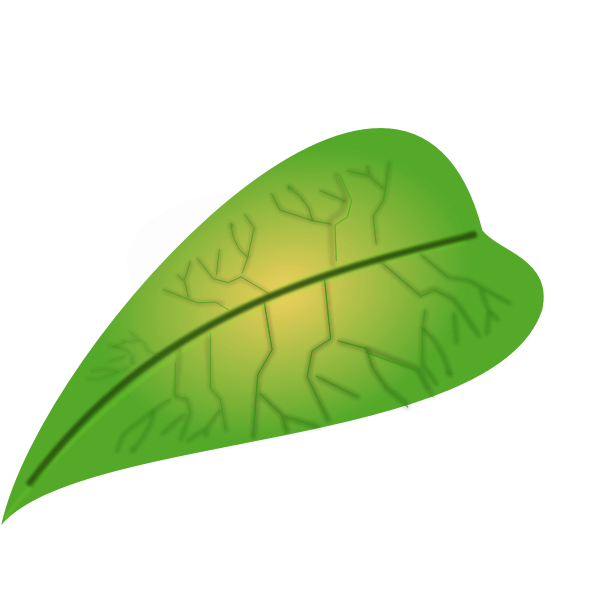 Meaty green leaf