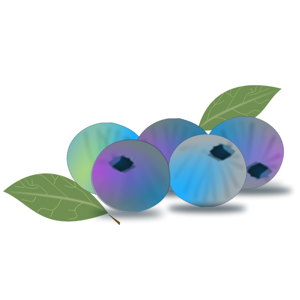 Blueberries vector image