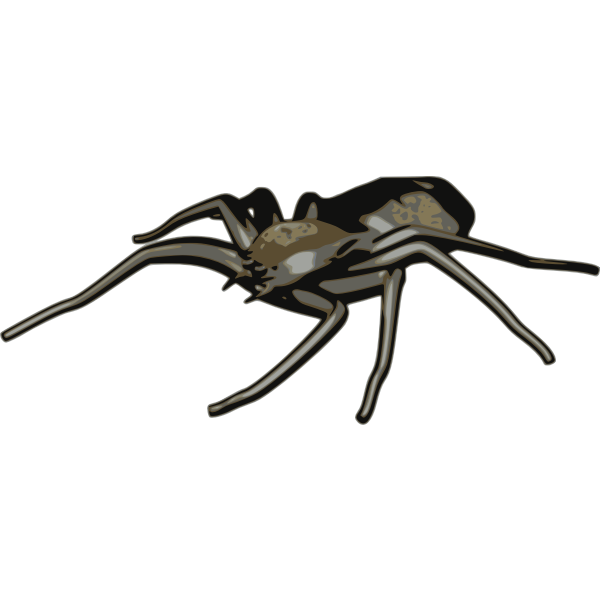 Spider vector clip art