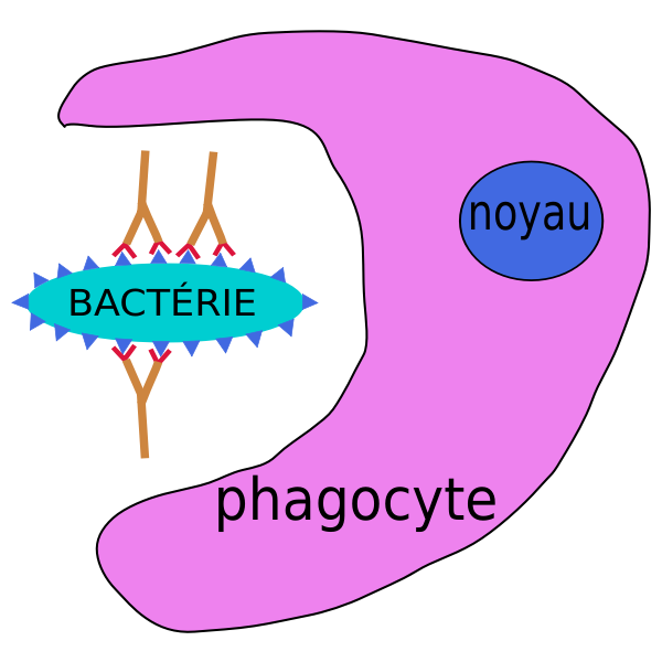 phagocytose