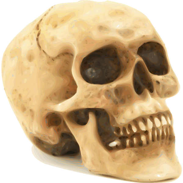 Photorealistic human skull vector illustration