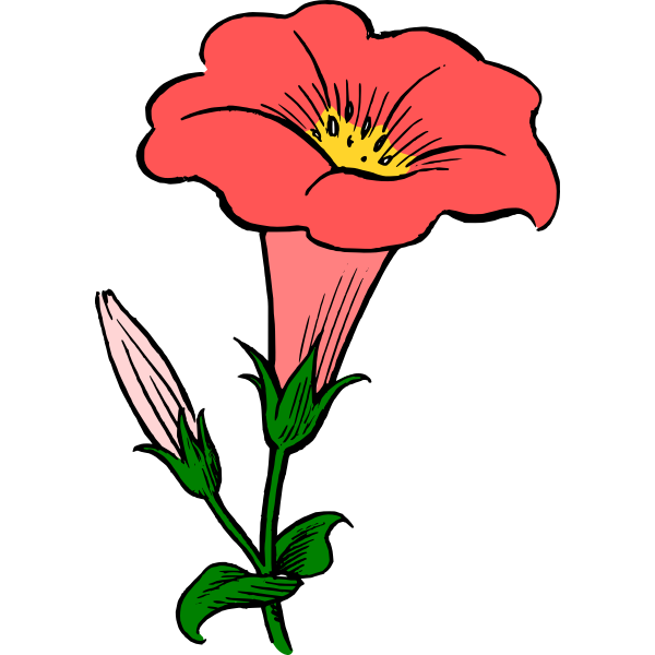 Colored gamopetalous flower