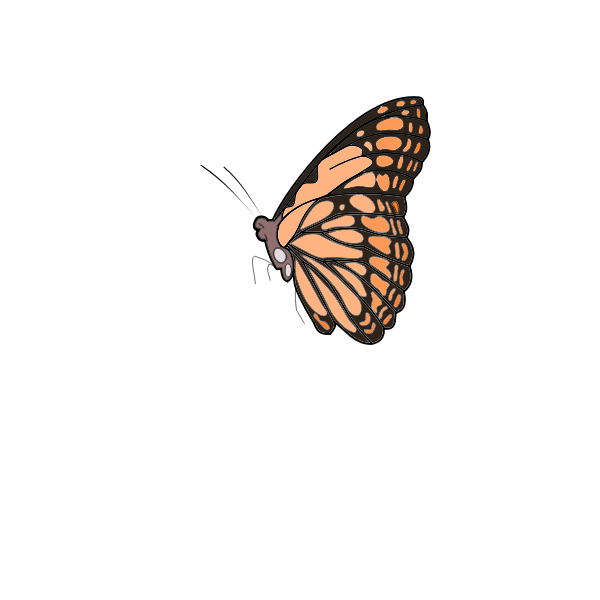 Butterfly | Free SVG