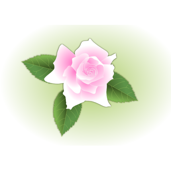 Pink rose | Free SVG