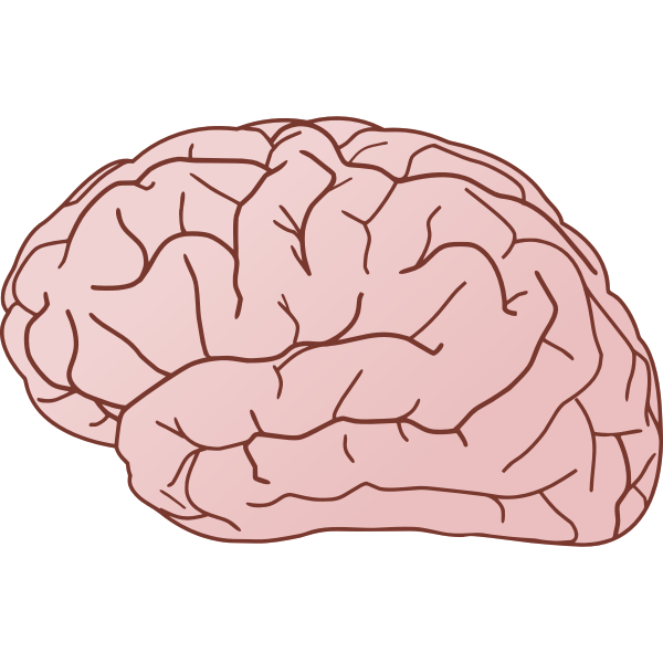 File:Human-brain-vector.svg - Wikimedia Commons