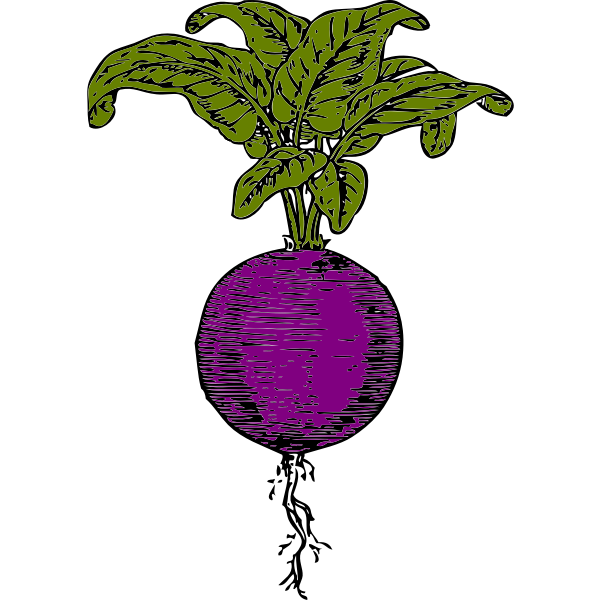 Purple beet