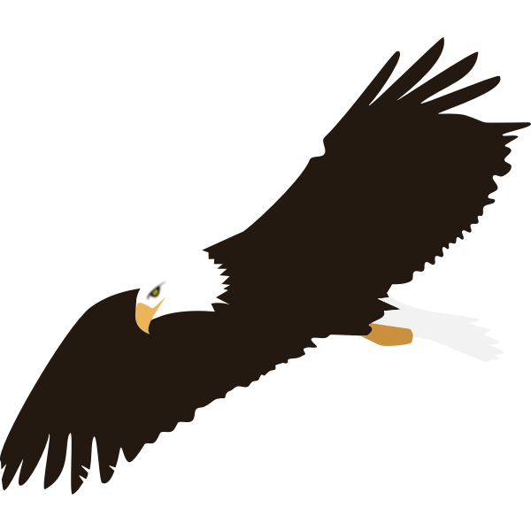 Eagle Gallery Soaring Eagle Age Limit