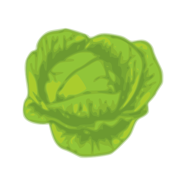 Green cabbage | Free SVG