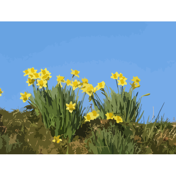 Download Daffodils 01 Free Svg