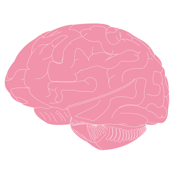 Brain Illustration