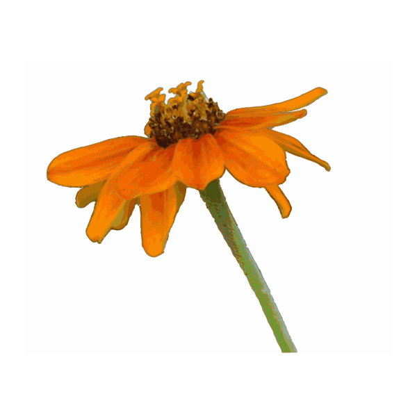 Zinnia flower