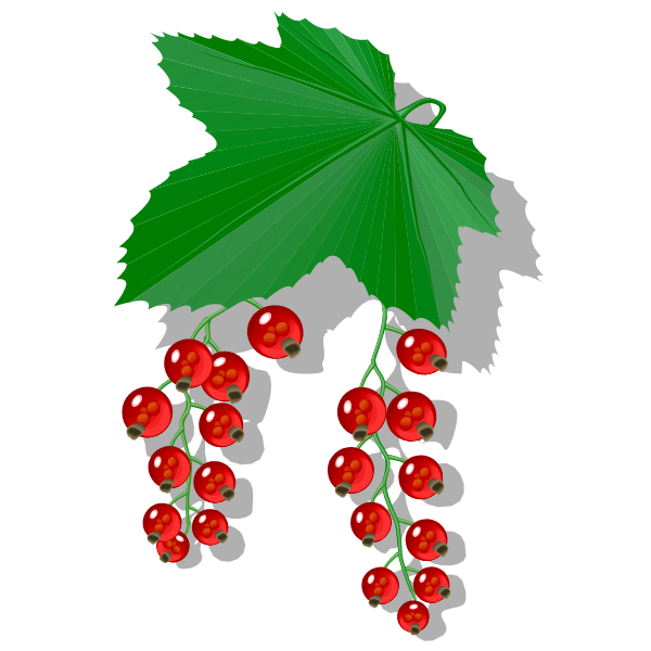 Red berries image