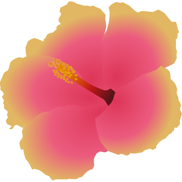 Hibiscus blossom flower