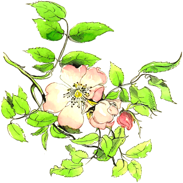 Flower 193